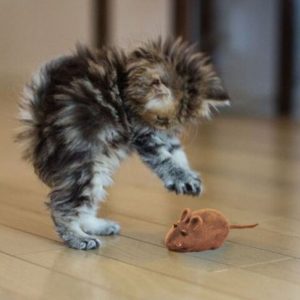 1pc Pet Cat Kitten Dog Playing Toy False Mouse Rat Squeak Noise Sound Toy