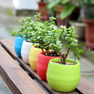 Plastic Flower Pot Succulent Plant Flowerpot For Home Office Decoration 5 Color