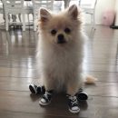 Pet Dog Anti-slip Waterproof shoes