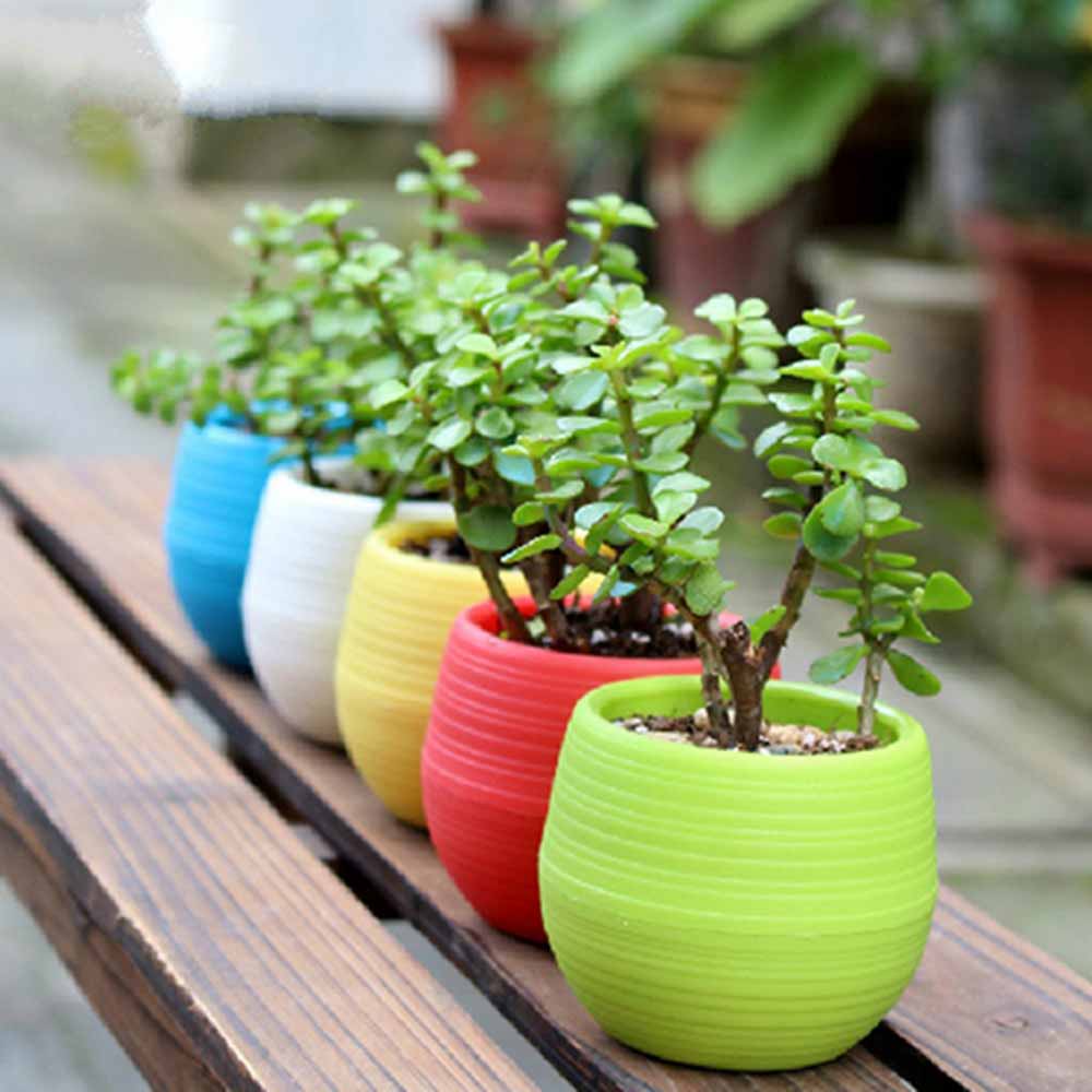 hanging cactus plant Buy a Christmas Cactus Zygocactus Live Plant main image 1